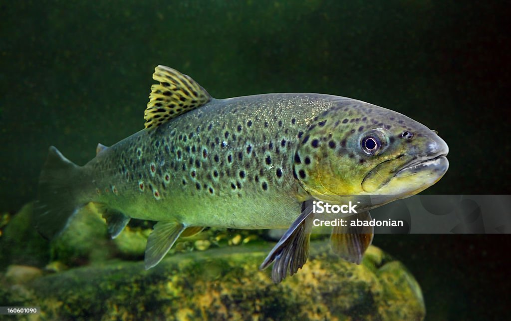 Die brown trout (Salmo trutta). - Lizenzfrei Europäische Forelle Stock-Foto