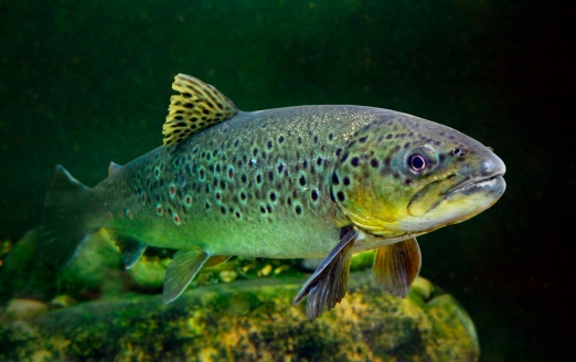 Underwater photo of The Brown Trout (Salmo Trutta) in a mountain lake. 