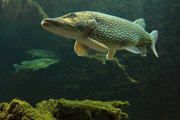 istock Sea animals in the Northern Pike (Esox Lucius) 160601470