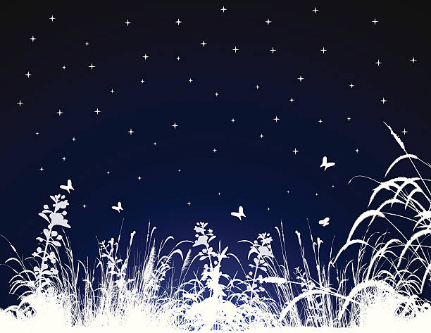 ilustrações, clipart, desenhos animados e ícones de noite de verão - spring clear sky night summer