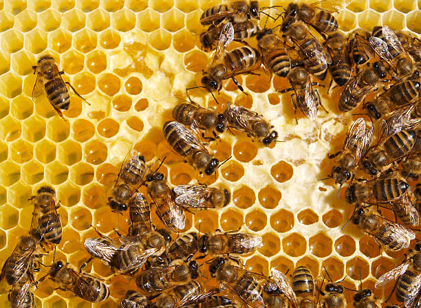 istock Work of the bees in hive 160601552