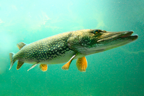 Underwater photo of The Northern Pike (Esox Lucius).