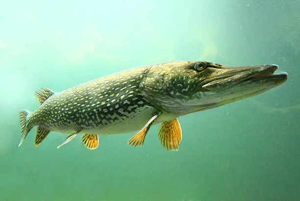 Photo of The Northern Pike (Esox Lucius).