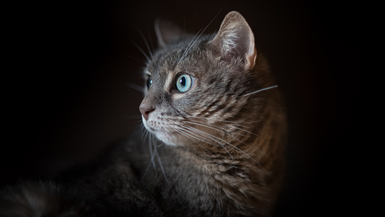 Cymric Domestic Cat sitting against Black Background