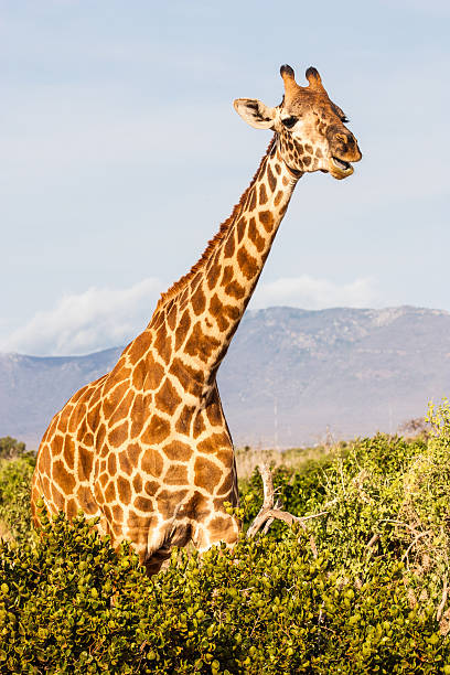 istock Free Giraffe in Kenya 160608853