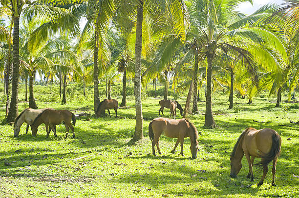 istock Herd of horses 160611091