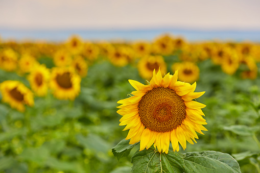 Sunflower. Field of sunflowers (Helianthus annuus) Summer landscape.
