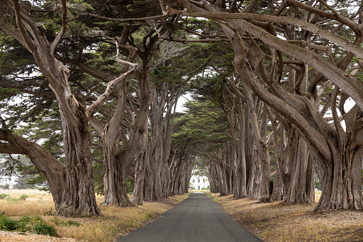 Cypress Tree Tunnel shot at Point Reyes National Seashore in Central California.