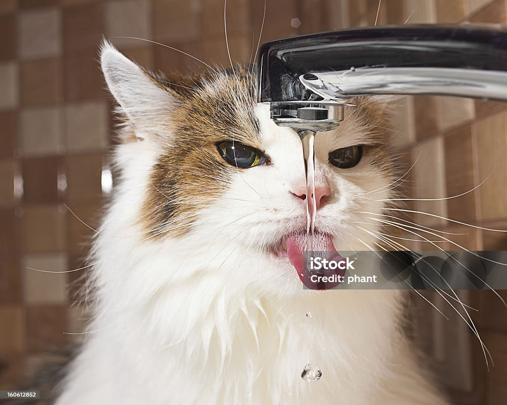 cat drinking water cat drinking water in bathroom Domestic Cat Stock Photo