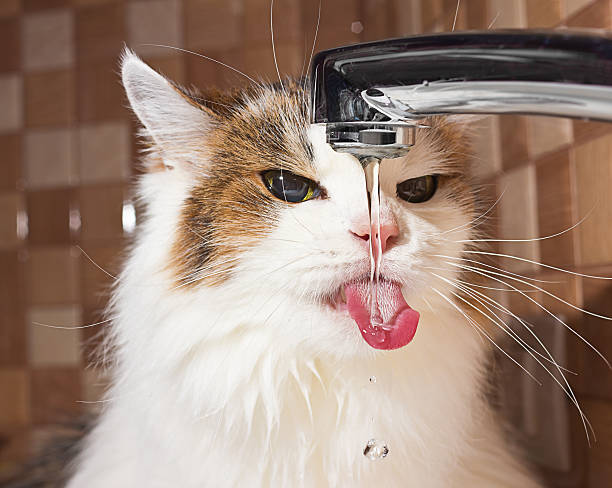 cat drinking water cat drinking water in bathroom cat water stock pictures, royalty-free photos & images