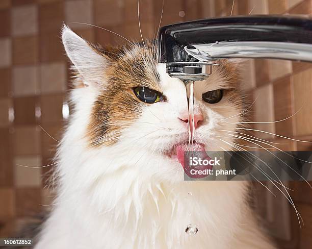 Cat Drinking Water Stock Photo - Download Image Now - Domestic Cat, Water, Drinking Water