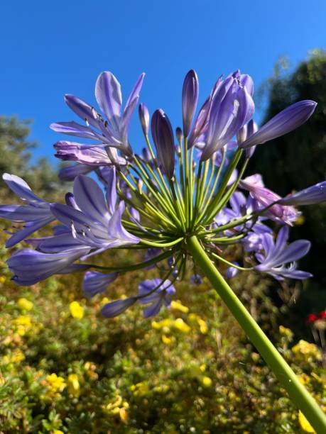 istock Blue allium flower in summer garden 1606133240