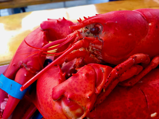Boothbay Harbor, Maine, USA - June 29, 2019: Two steamed lobsters on a plate freshly prepared for diners at a waterside restaurant.