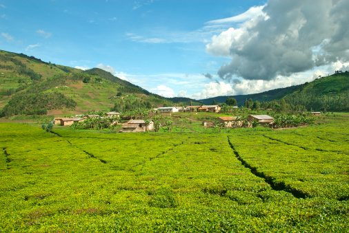 A small African village inside a large tea plantation. In the background hills with typical fields of small farmers in Central Africa - because the population in Rwanda is having the highest denisty in Africa every single square meter of the country is used for agriculture.