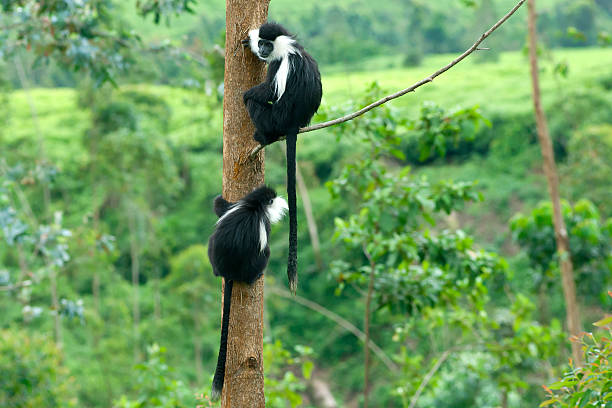 ブラックとホワイトの colobus 猿の木 - leaf monkey ストックフォトと画像