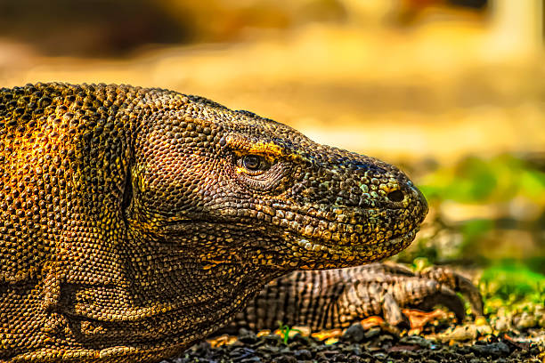 Vista de cerca de un dragón de Komodo con lengua ahorquillada. - foto de stock