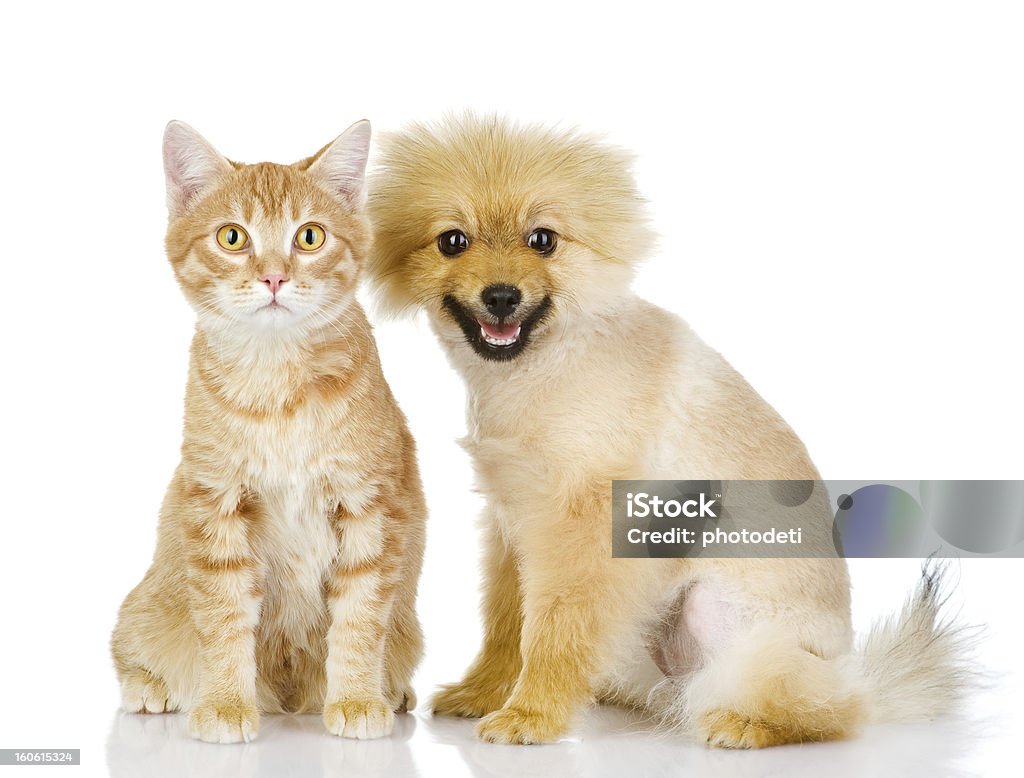 Chat et chien Regardant l'objectif - Photo de Amitié libre de droits