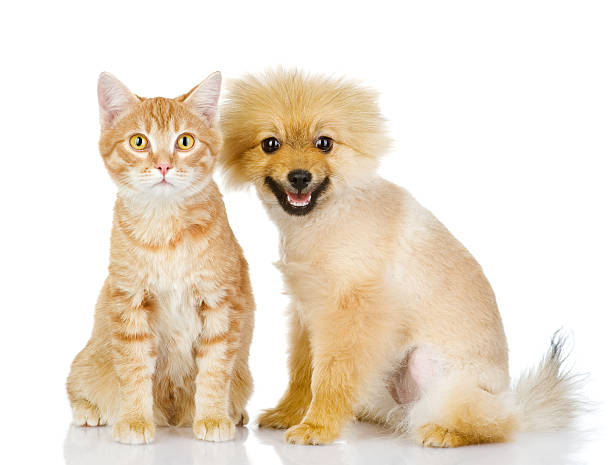 istock cat and dog looking at camera 160615324