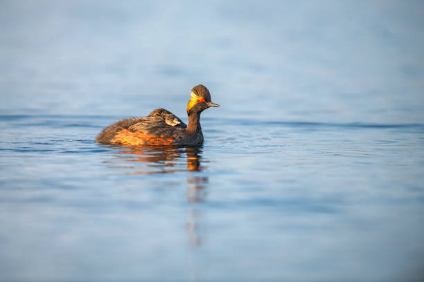 Black-necked grebe or eared grebe (Podiceps nigricollis) in the Danube Delta, on the back of the mother there is a newborn chick. The Danube Delta (Romanian: Delta Dunării) is the second larges river delta in Europe, it is listed as a World Heritage Site. The larger part of the Delta is belonging to Romania, a smaller part to Ukraine.