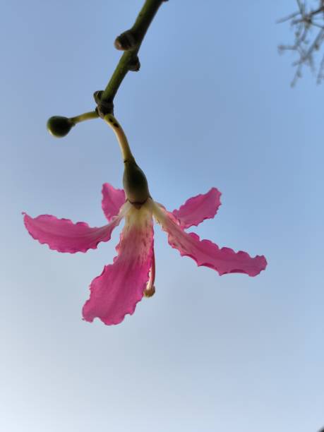 Ceiba speciosa