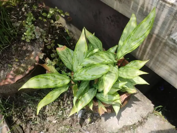 Photo of Silver queen has attractive, silvery-green, lance shaped leaves. The marbled darker green colour allows this Chinese Evergreen to tolerate shade.