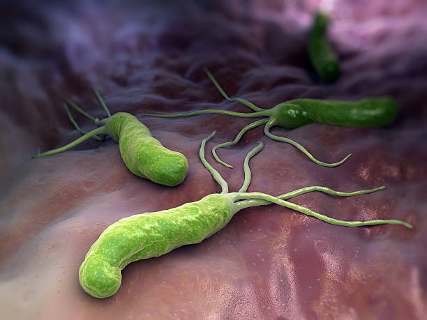 pylori di helicobacter pylori - ingrandimento su vasta scala foto e immagini stock