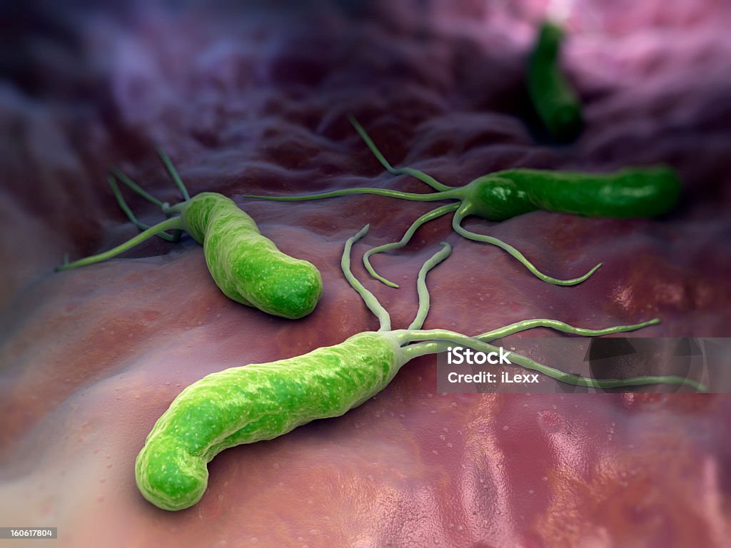 An illustration of helicobacter pylori HELICOBACTER PYLORI is a Gram-negative, microaerophilic bacterium found in the stomach Helicobacter Pylori Stock Photo