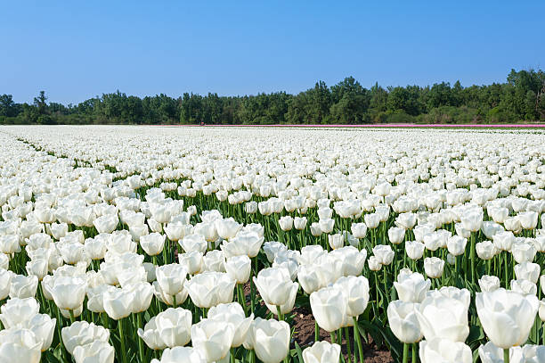 Biały Holenderskie Tulipany na wiosnę – zdjęcie