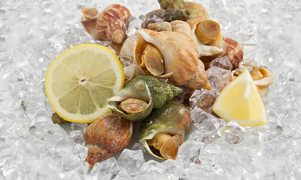 whelks with lemon on ice