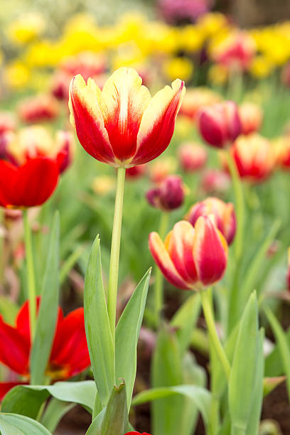 istock Red and yellow tulip flower field 160618252