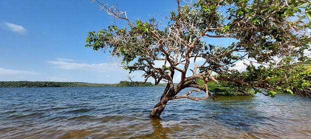 Alter do Chão - Tapajos - Amazonia- Pará - Brazil