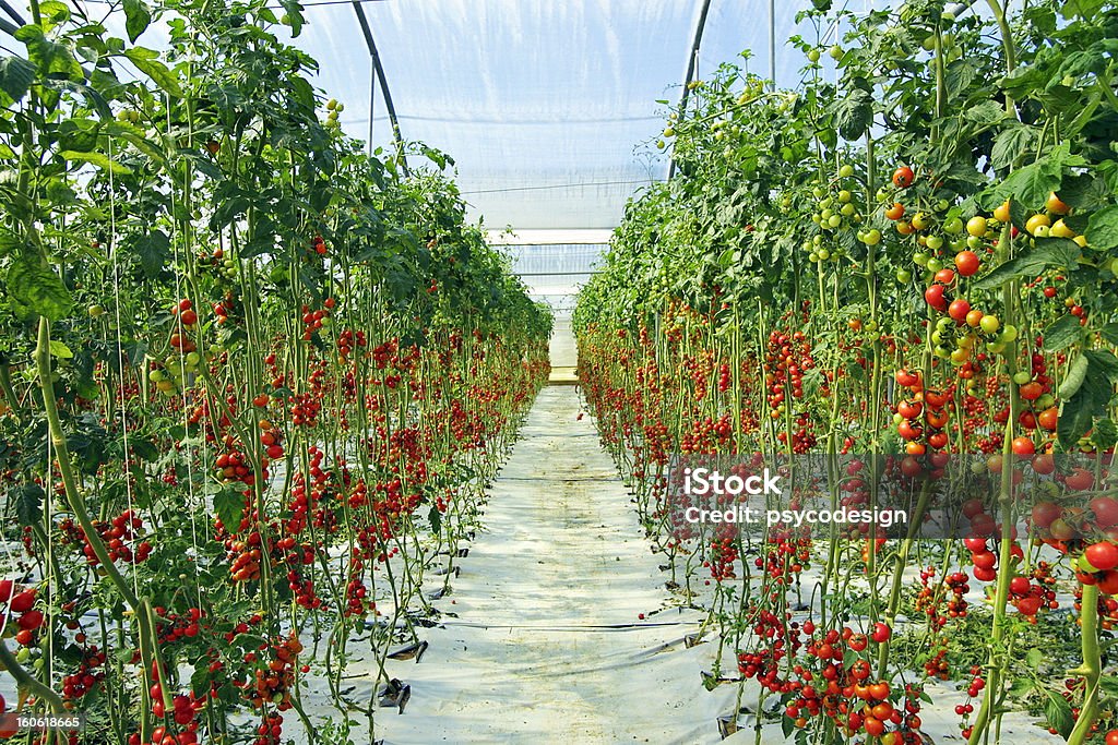 Tomatos piante in luce naturale - Foto stock royalty-free di Agricoltura
