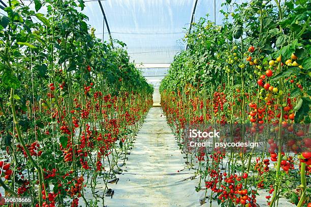 Foto de Tomatos Plantas Com Luz Natural e mais fotos de stock de Agricultura - Agricultura, Alimentação Saudável, Colheita