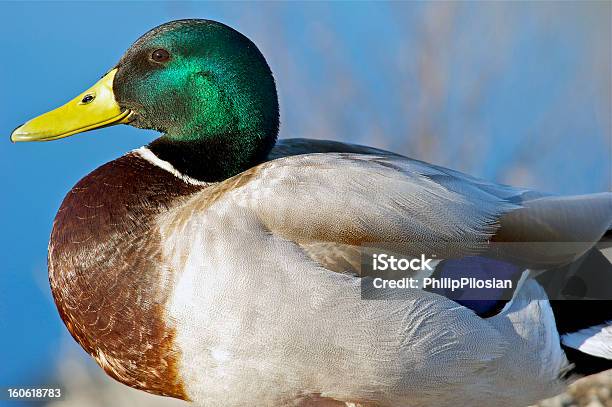 Foto de Retrato De Um Pato e mais fotos de stock de Amarelo - Amarelo, Animal, Ave de água doce