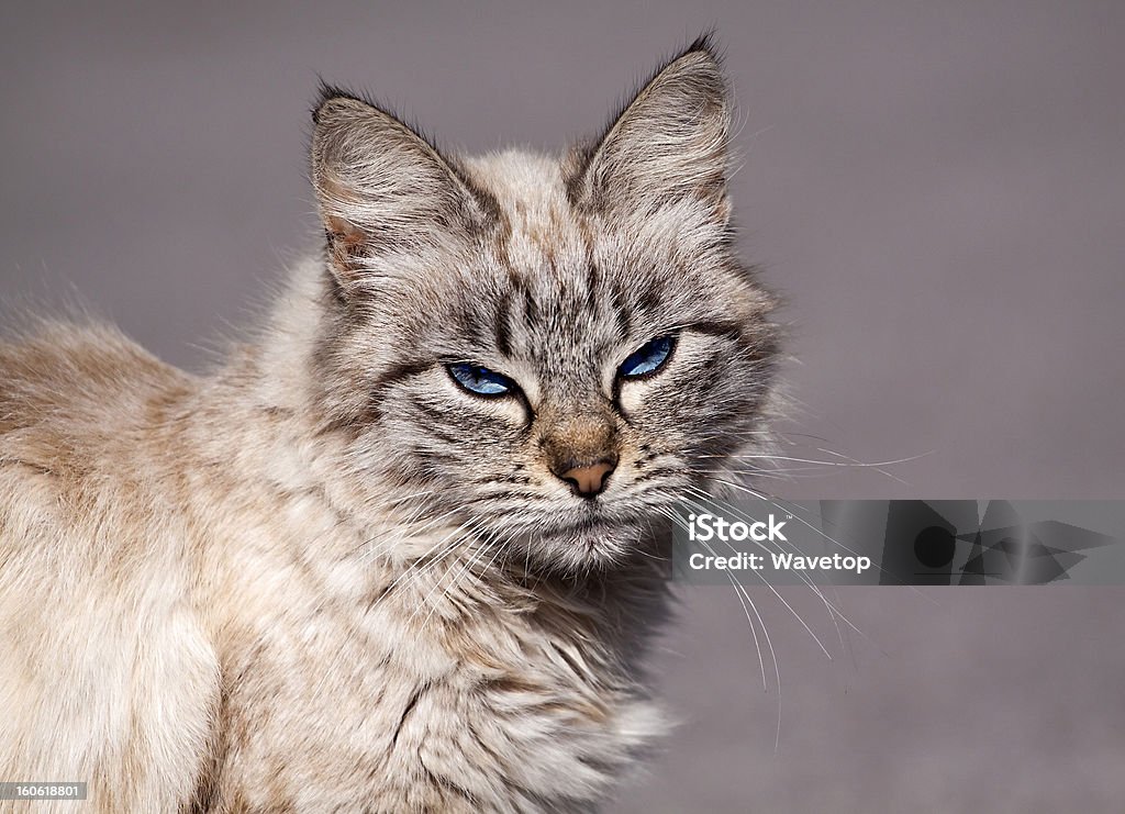 Полосатая кошка cat - Стоковые фото Волосы животного роялти-фри