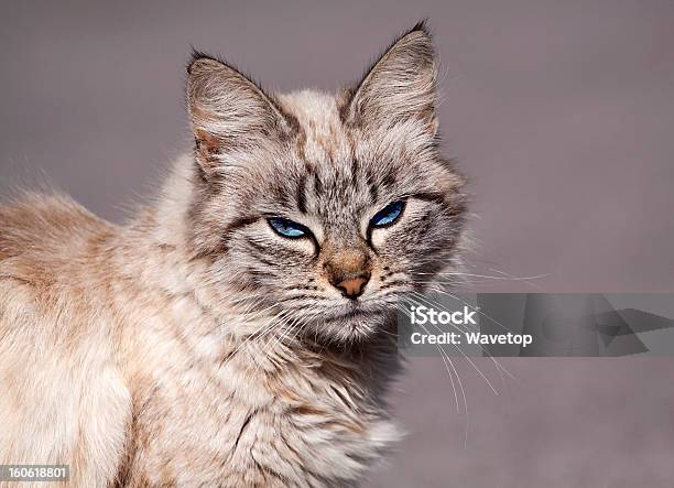 Полосатая Кошка Cat — стоковые фотографии и другие картинки Волосы животного - Волосы животного, Голубые глаза, Горизонтальный