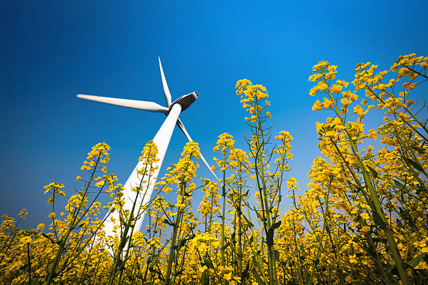 istock wind turbine in rapeseed field 160618806