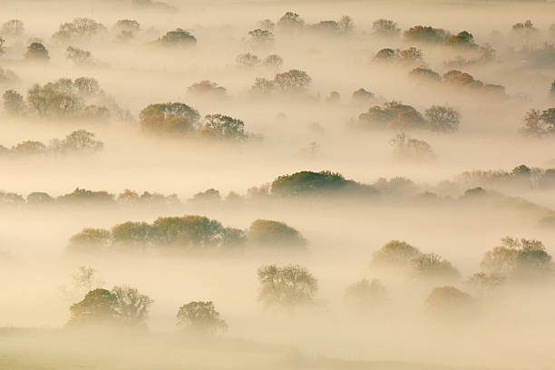 alberi tra nebbia - somerset levels foto e immagini stock