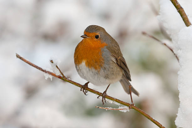 istock European Robin (Erithacus rubecula) sitting on a branche 160618997