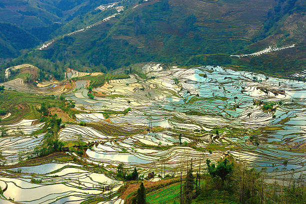 istock Terraces are like abstract painting 160619027