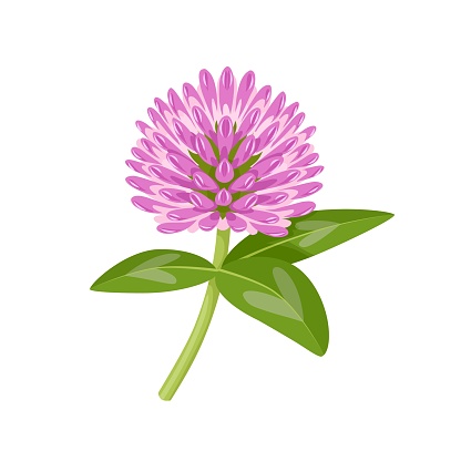 Vector illustration, Trifolium pratense, known as red clover, isolated on white background.