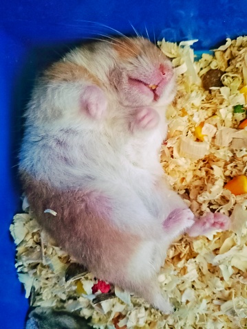 Syrian hamster sleeping with belly up on wood flake bedding