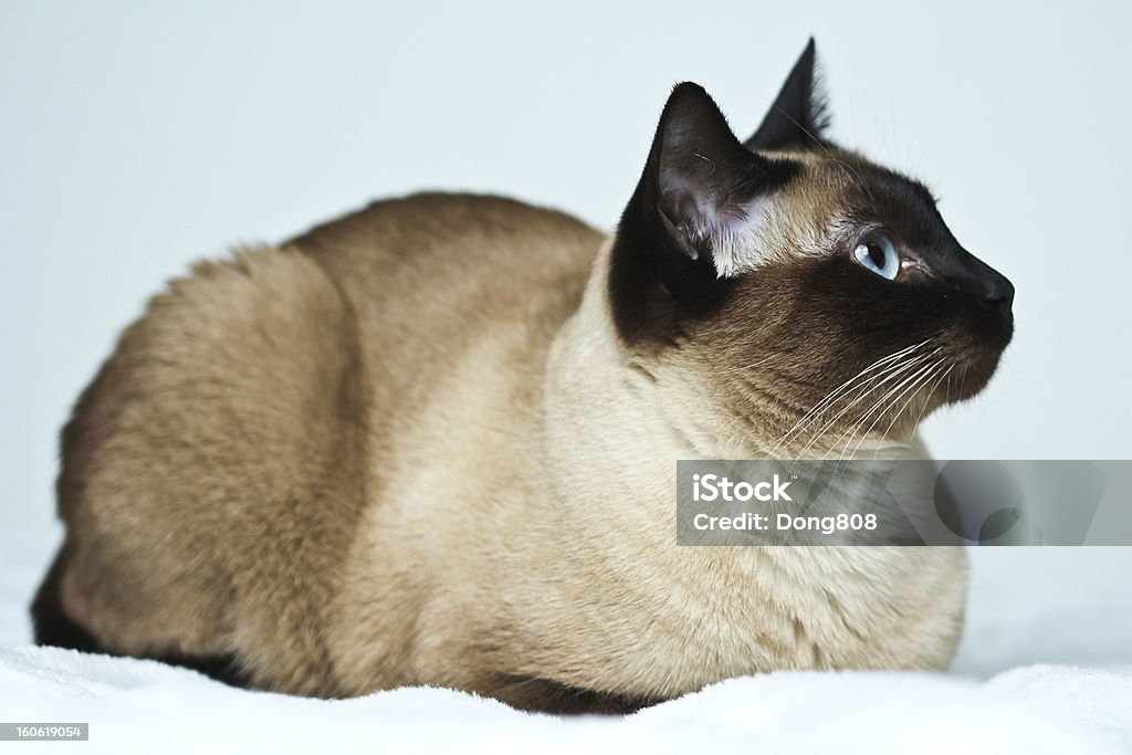 Gato siamés - Foto de stock de Almohadillas - Pata de animal libre de derechos
