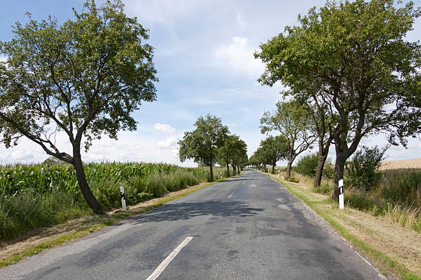 avenida de árvores de mecklenburg - baumreihe imagens e fotografias de stock