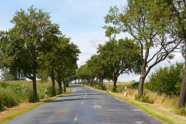 viale di alberi di meclemburgo - baumreihe foto e immagini stock