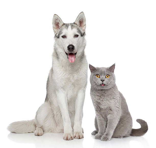 istock Cat and dog together on a white background 160621227