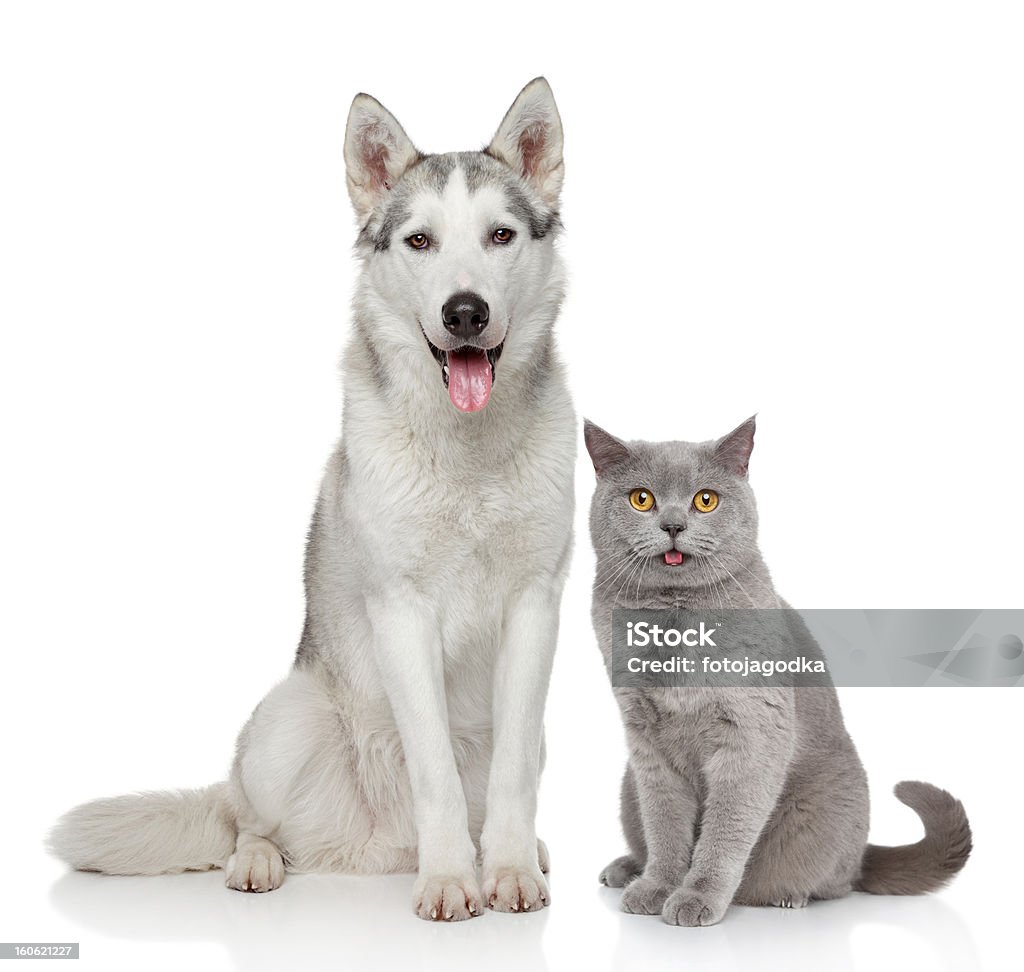 Cat and dog together on a white background Cat and dog together posing on a white background  Dog Stock Photo