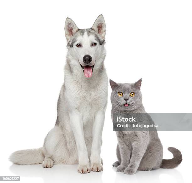 Cat And Dog Together On A White Background Stock Photo - Download Image Now - Dog, Domestic Cat, Happiness