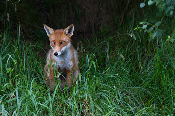 Red Fox stock photo