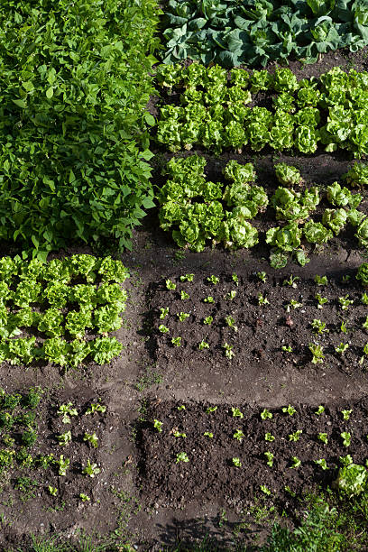 jardin potager - vertical garden photos et images de collection